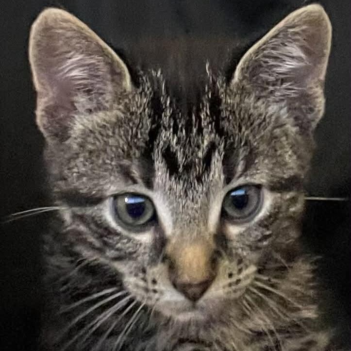 Nova, Adoptable, Kitten Female Tabby.