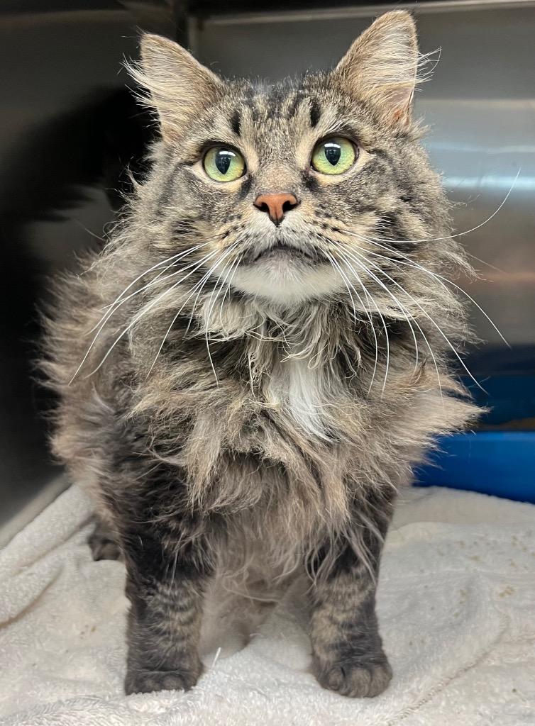 Sofina, Adoptable, Adult Female Domestic Long Hair.