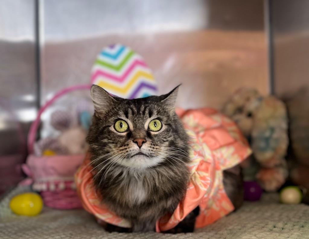 Sofina, Adoptable, Adult Female Domestic Long Hair.