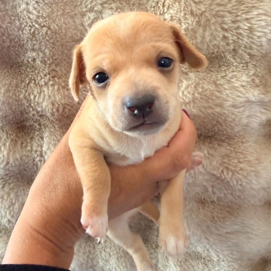 Flower, ADOPTABLE, Puppy Female Rat Terrier.