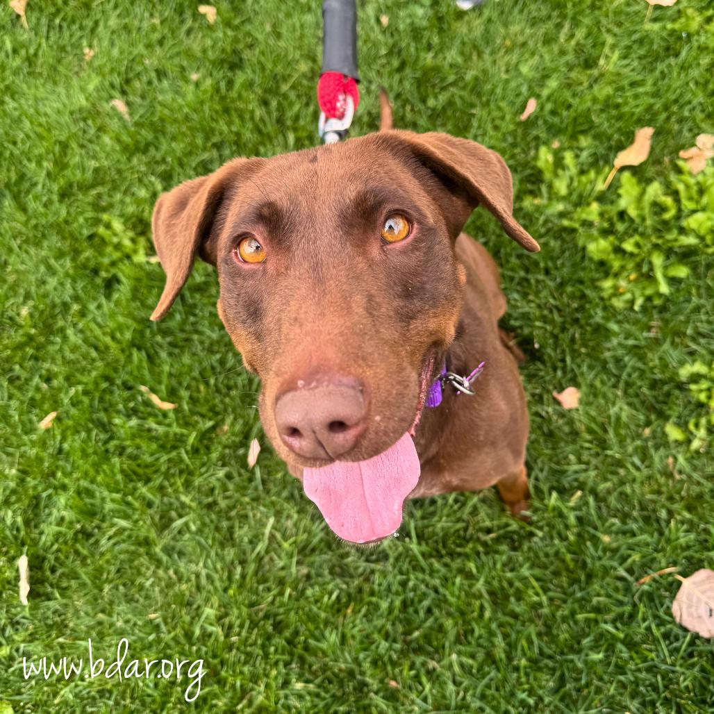 Thea, Adoptable, Adult Female Chocolate Labrador Retriever & Mixed Breed.