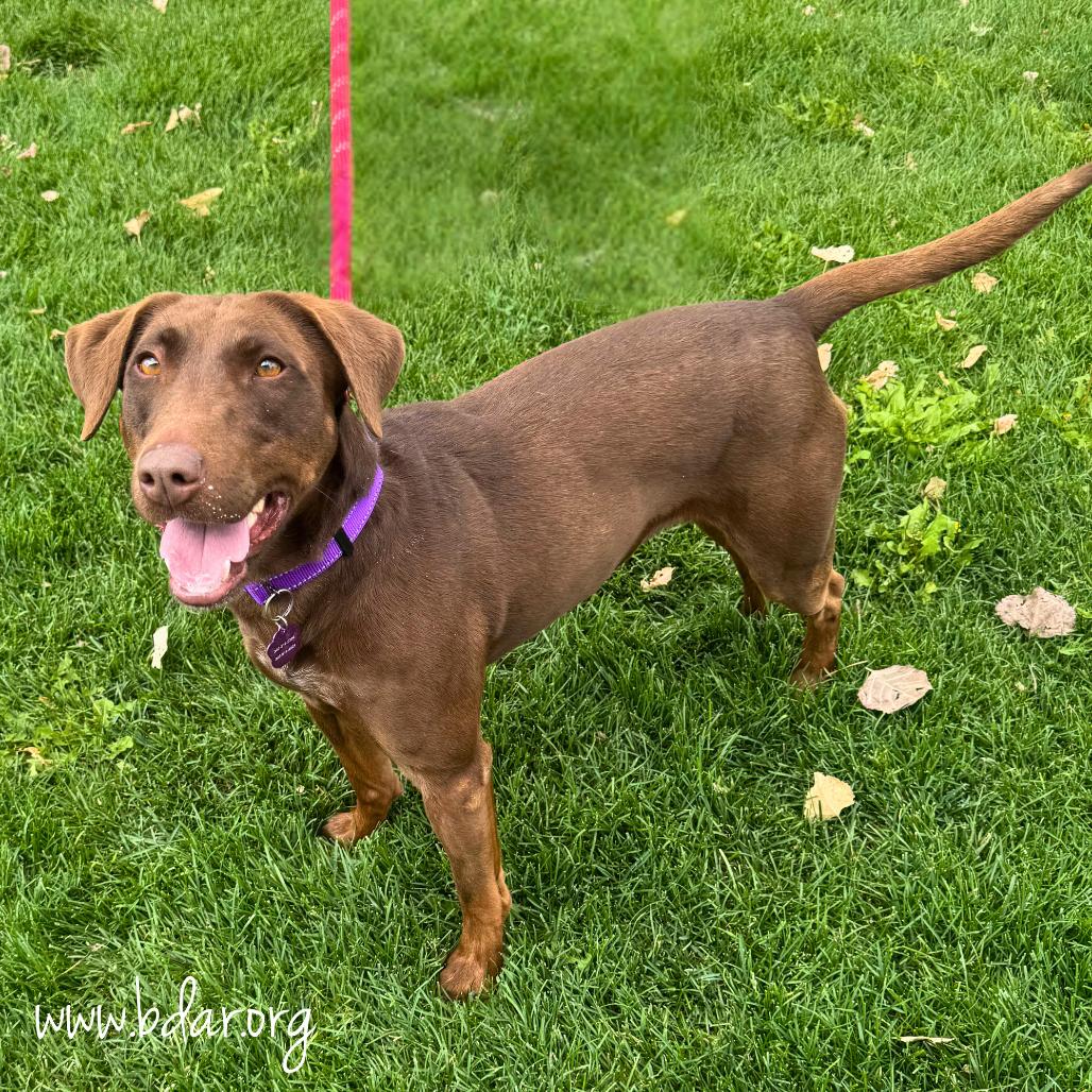 Thea, a Adoptable mixed breed in Cheyenne, WY image 2/2