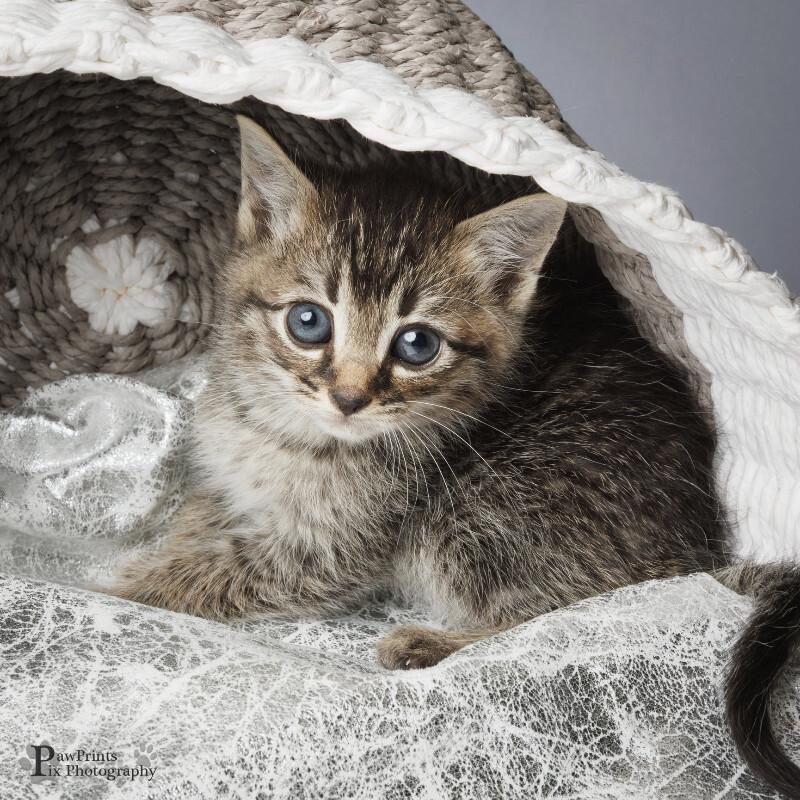 Enlarge Tobias, a Adoptable Domestic Short Hair in Maryville, TN image 1/2