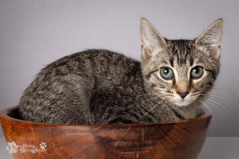 Enlarge Tobias, a Adoptable Domestic Short Hair in Maryville, TN image 2/2