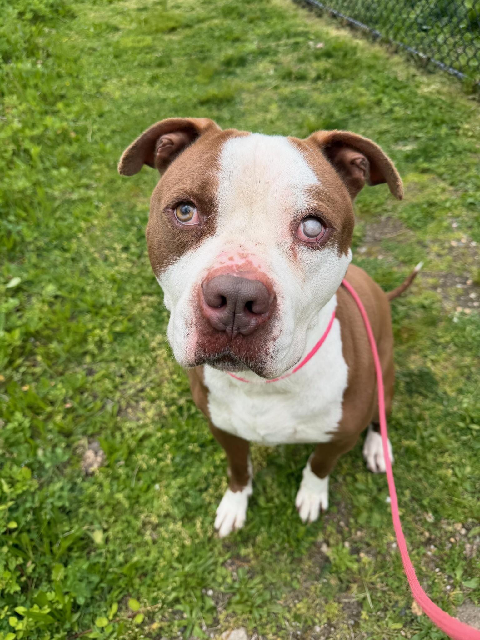 Blue Tag 2180, adopted, Adult Male Pit Bull Terrier.