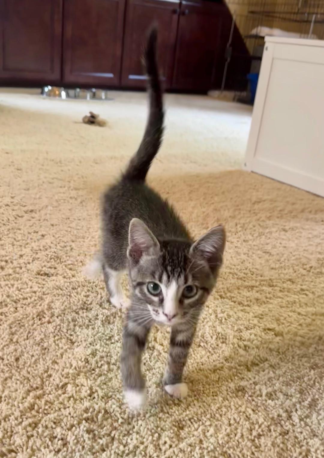 The "Produce" kittens, a ADOPTABLE Domestic Short Hair in Kirkland, WA image 5/6