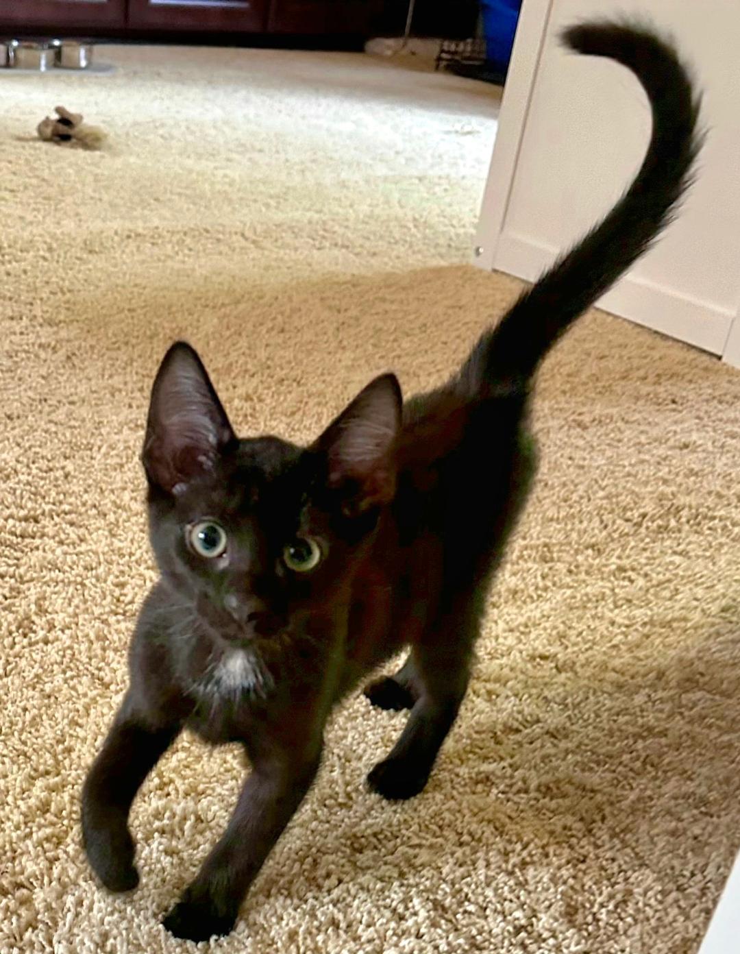The "Produce" kittens, a ADOPTABLE Domestic Short Hair in Kirkland, WA image 2/6