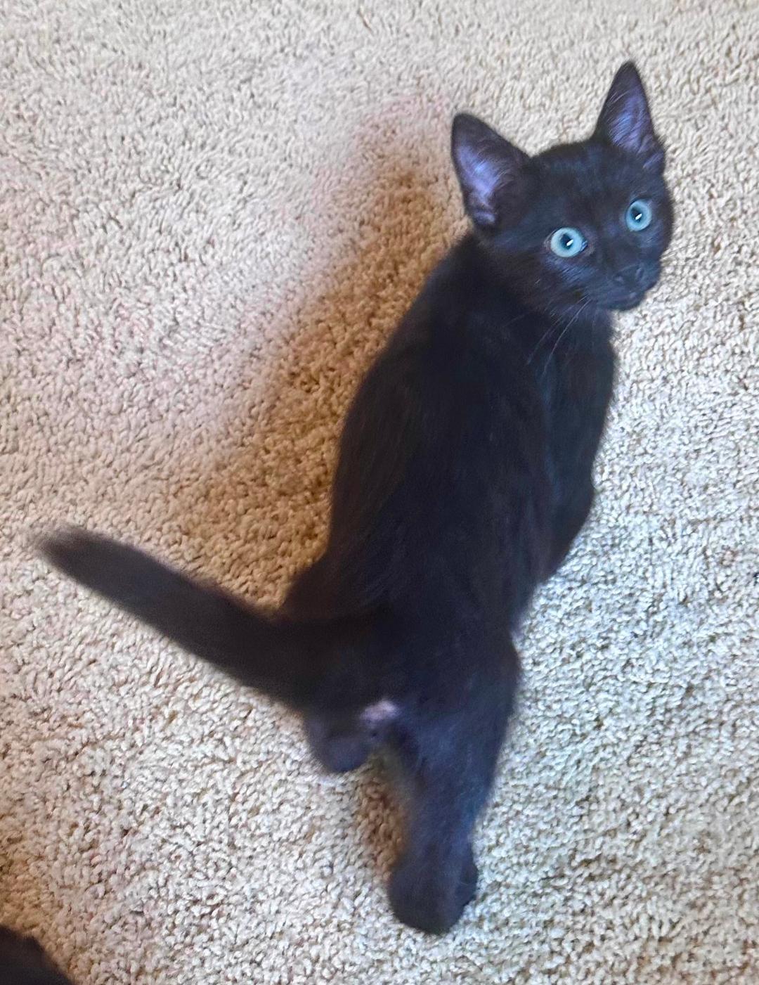 The "Produce" kittens, a ADOPTABLE Domestic Short Hair in Kirkland, WA image 4/6