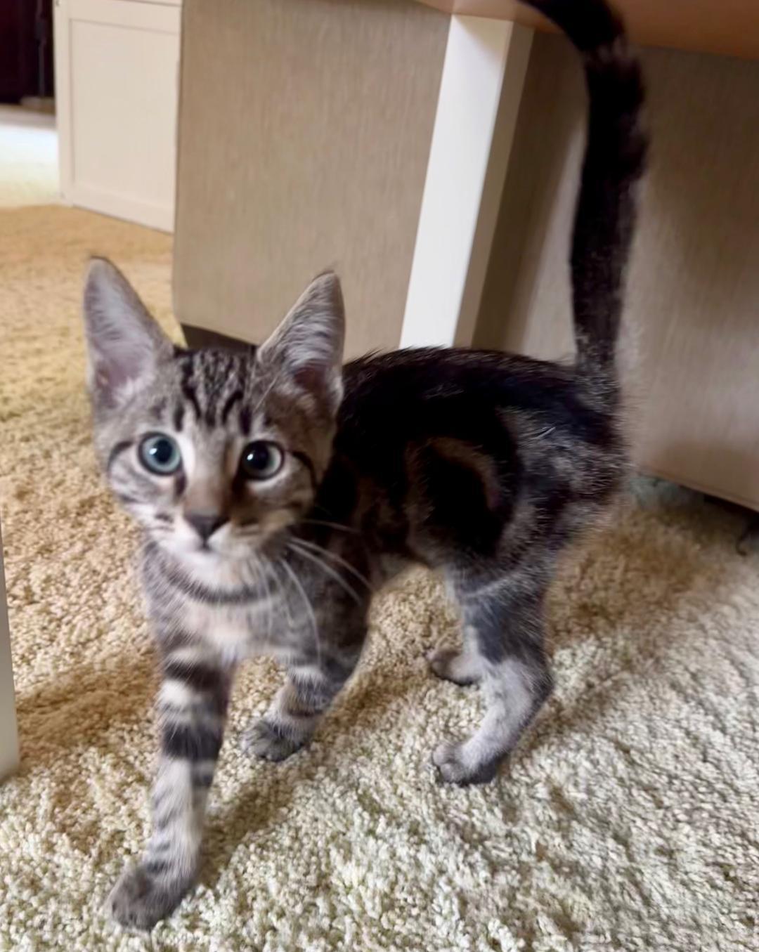 The "Produce" kittens, a ADOPTABLE Domestic Short Hair in Kirkland, WA image 3/6