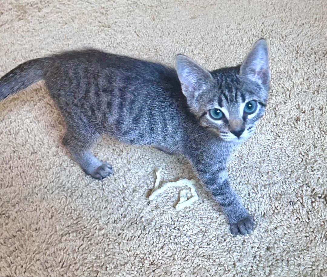The "Produce" kittens, a ADOPTABLE Domestic Short Hair in Kirkland, WA image 6/6