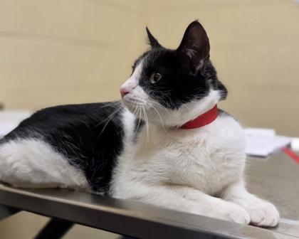 Ribbon, Adoptable, Young Female Domestic Short Hair & Domestic Short Hair.