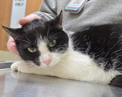 Enlarge Ribbon, a Adoptable mixed breed in Westland, MI image 2/3