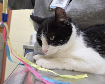 Enlarge Ribbon, a Adoptable mixed breed in Westland, MI image 3/3