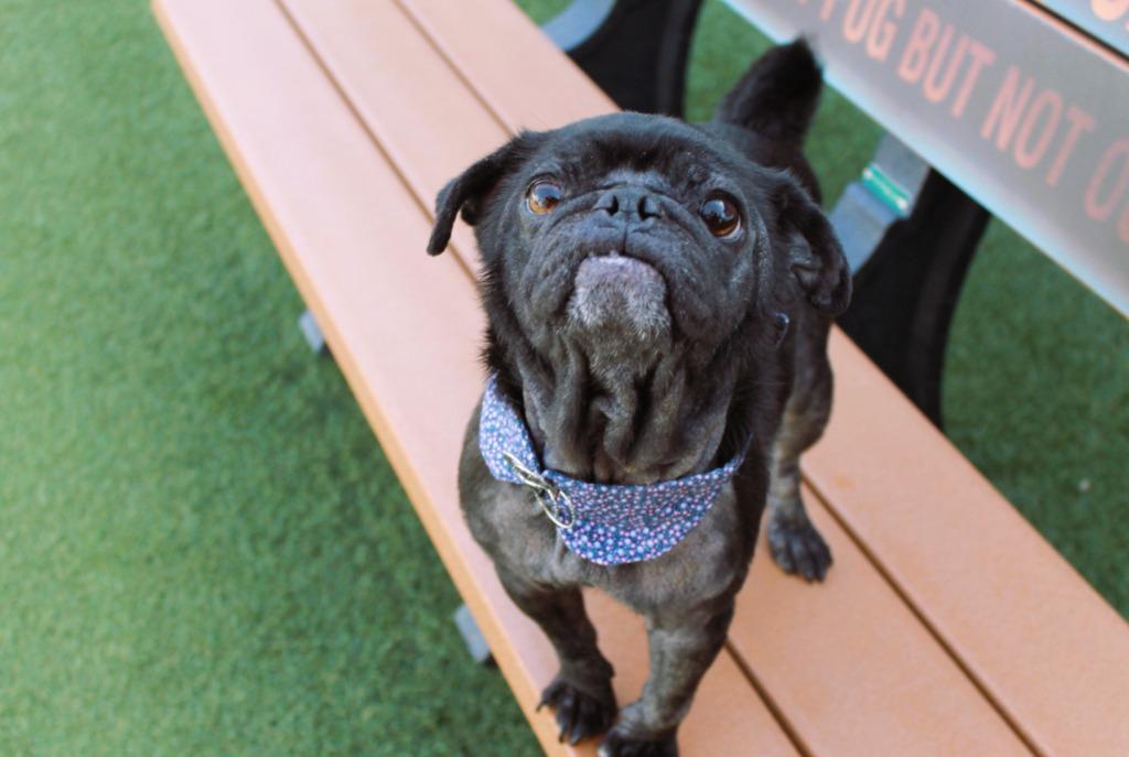 Beeper, Adoptable, Adult Female Pug.