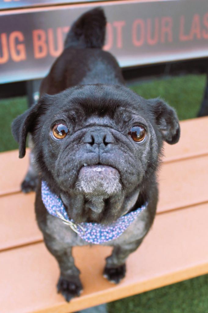 Enlarge Beeper, a Adoptable Pug in Gardena, CA image 2/6