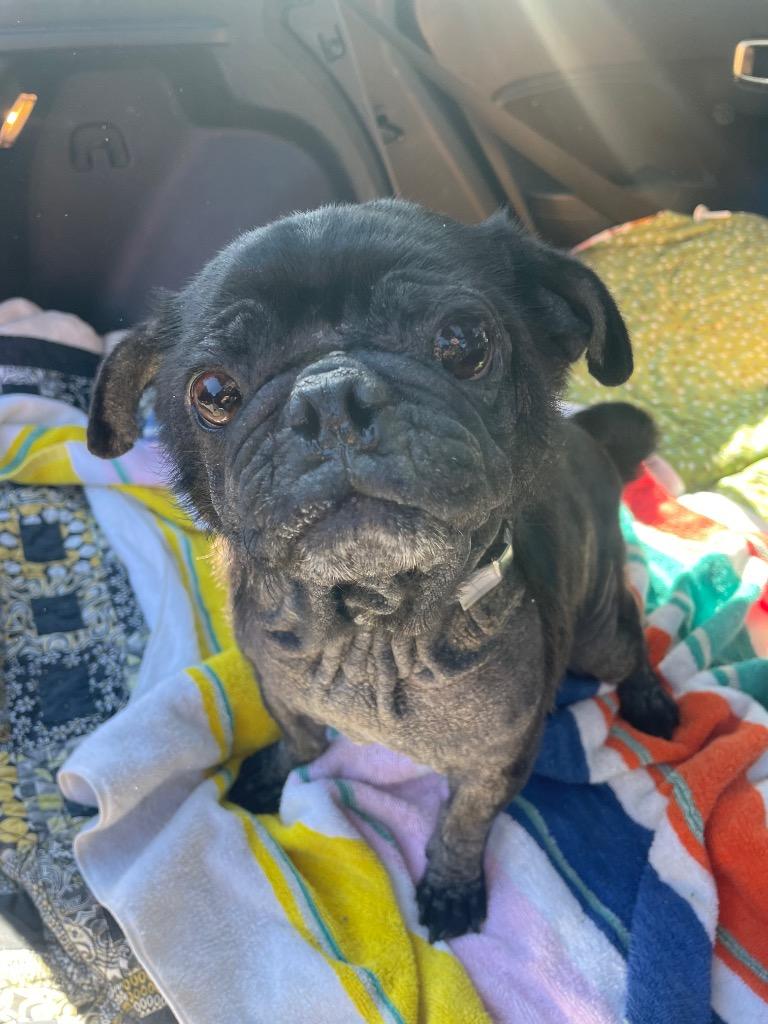 Enlarge Beeper, a Adoptable Pug in Gardena, CA image 3/6