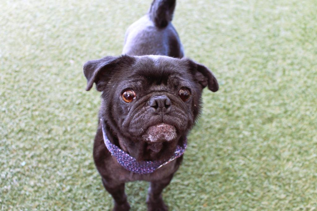 Enlarge Beeper, a Adoptable Pug in Gardena, CA image 4/6
