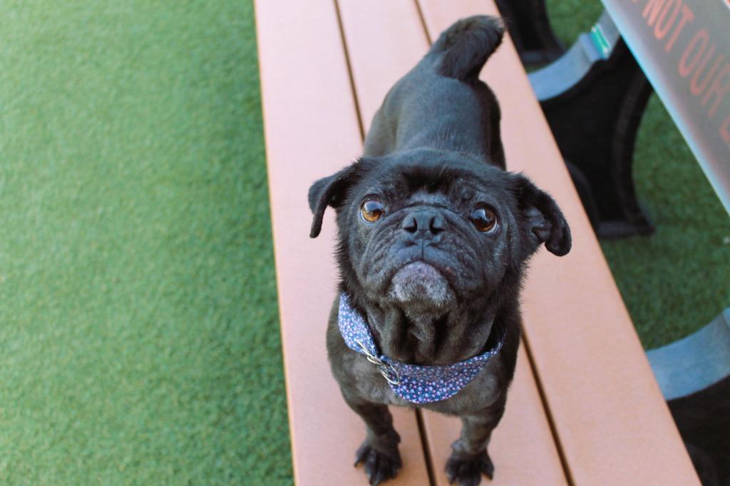 Enlarge Beeper, a Adoptable Pug in Gardena, CA image 5/6