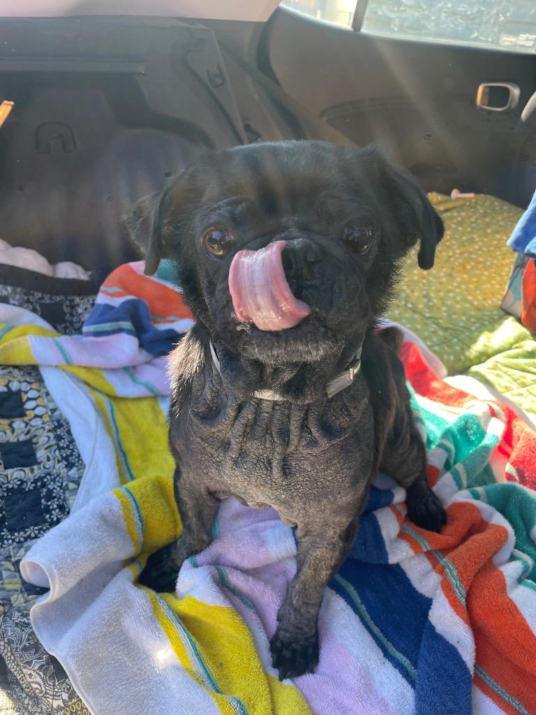 Enlarge Beeper, a Adoptable Pug in Gardena, CA image 6/6