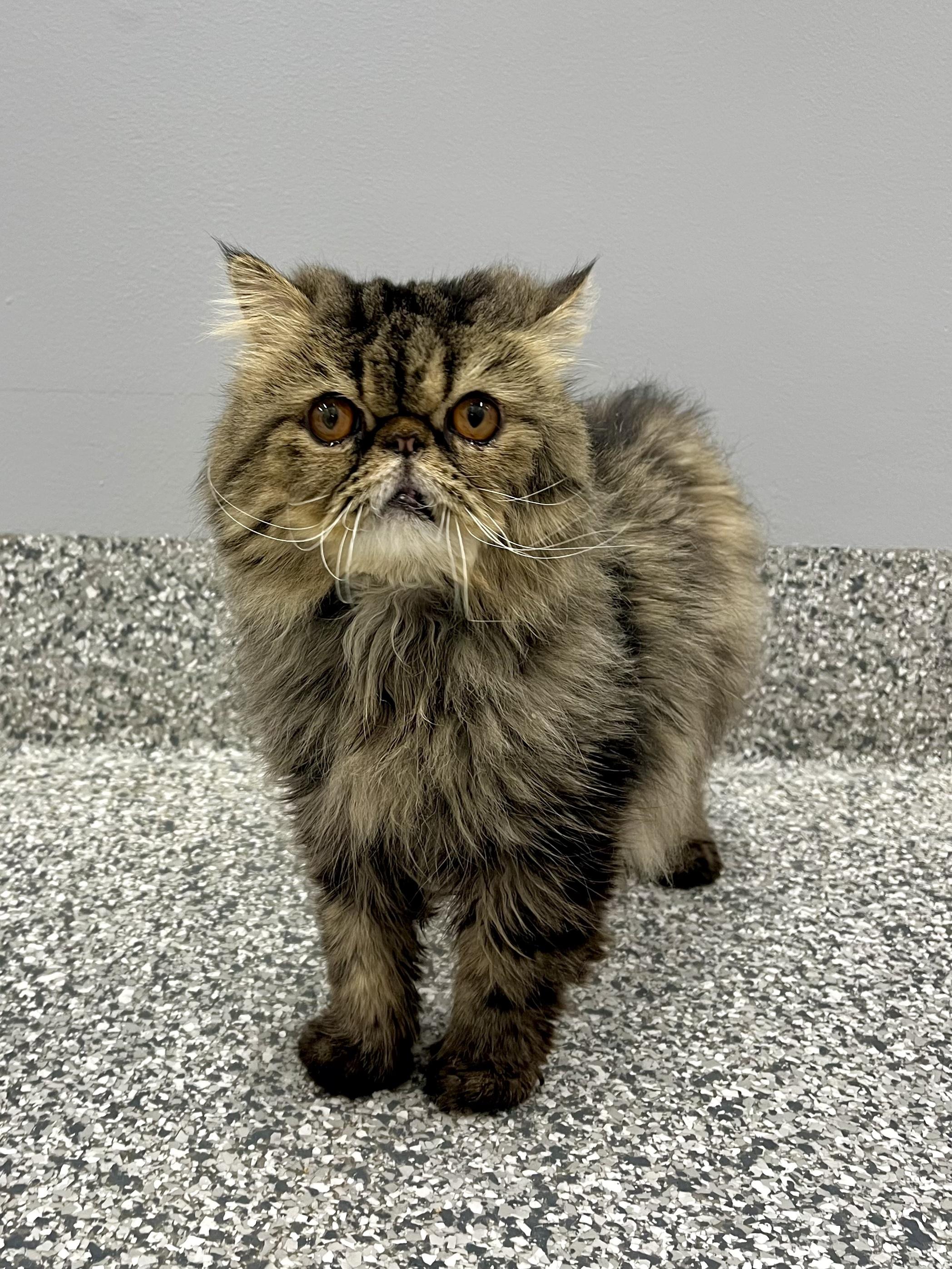 Gene, adopted, Adult Male Persian.