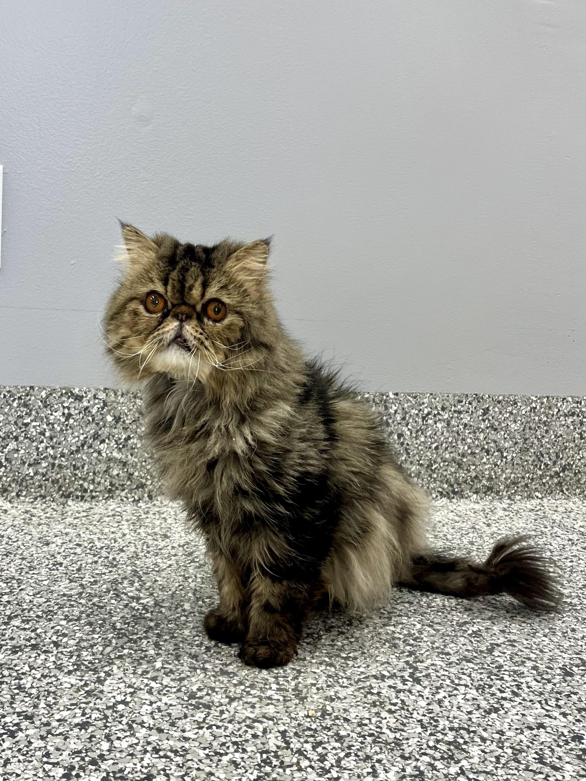 Gene, an adopted Persian in Blaine, MN image 2/2