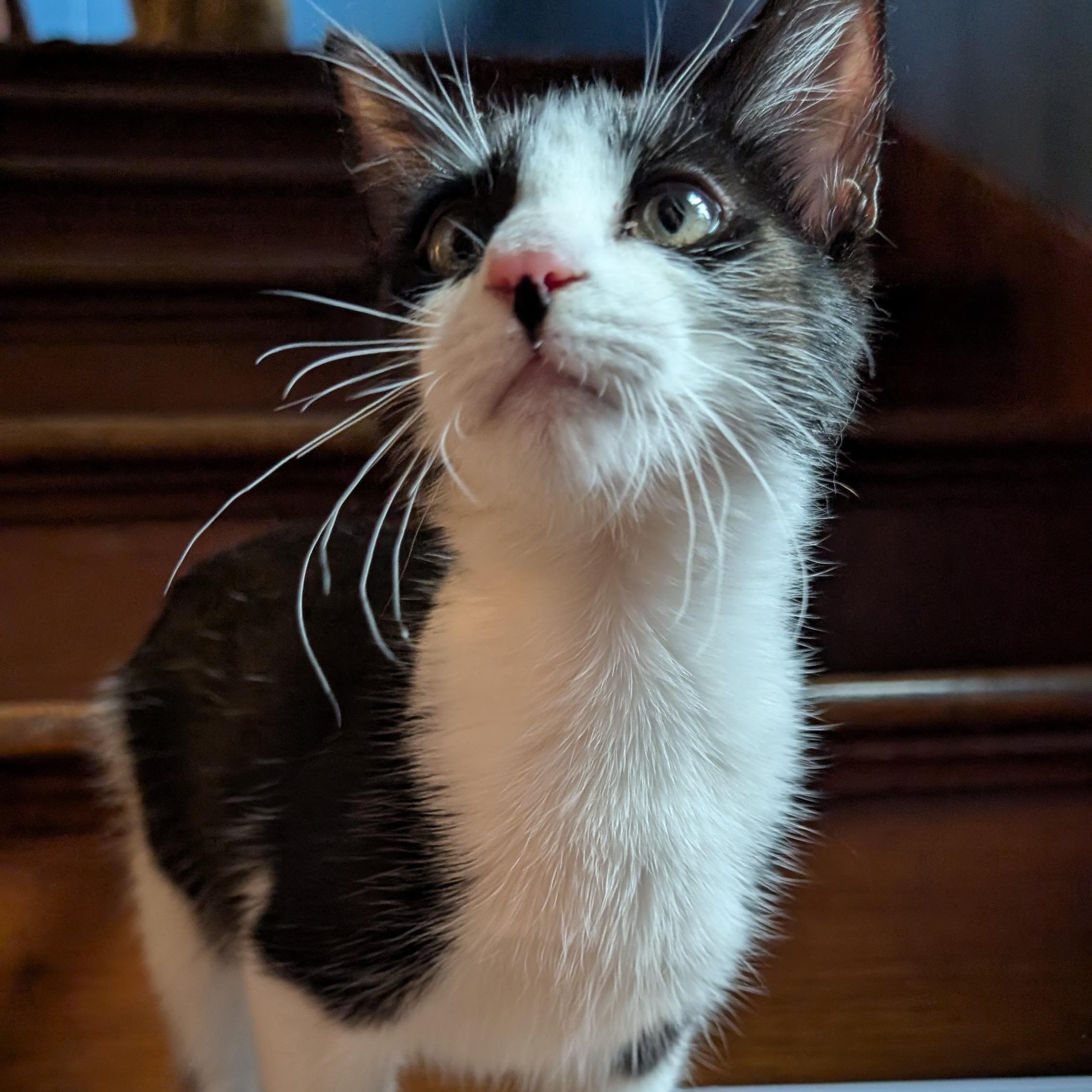 Enlarge Scarlett, a Adopted mixed breed in Omaha, NE image 3/4
