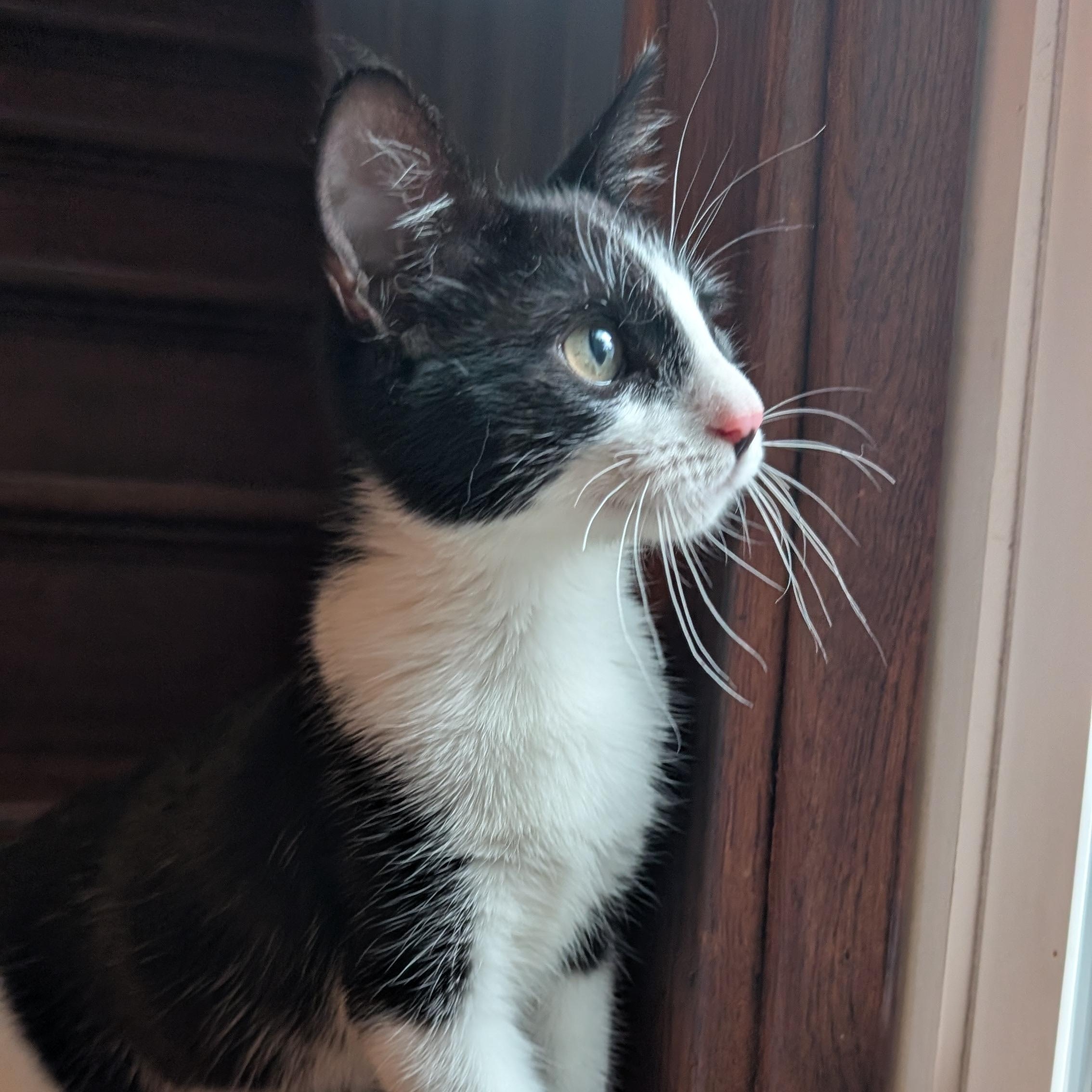Enlarge Scarlett, a Adopted mixed breed in Omaha, NE image 2/4