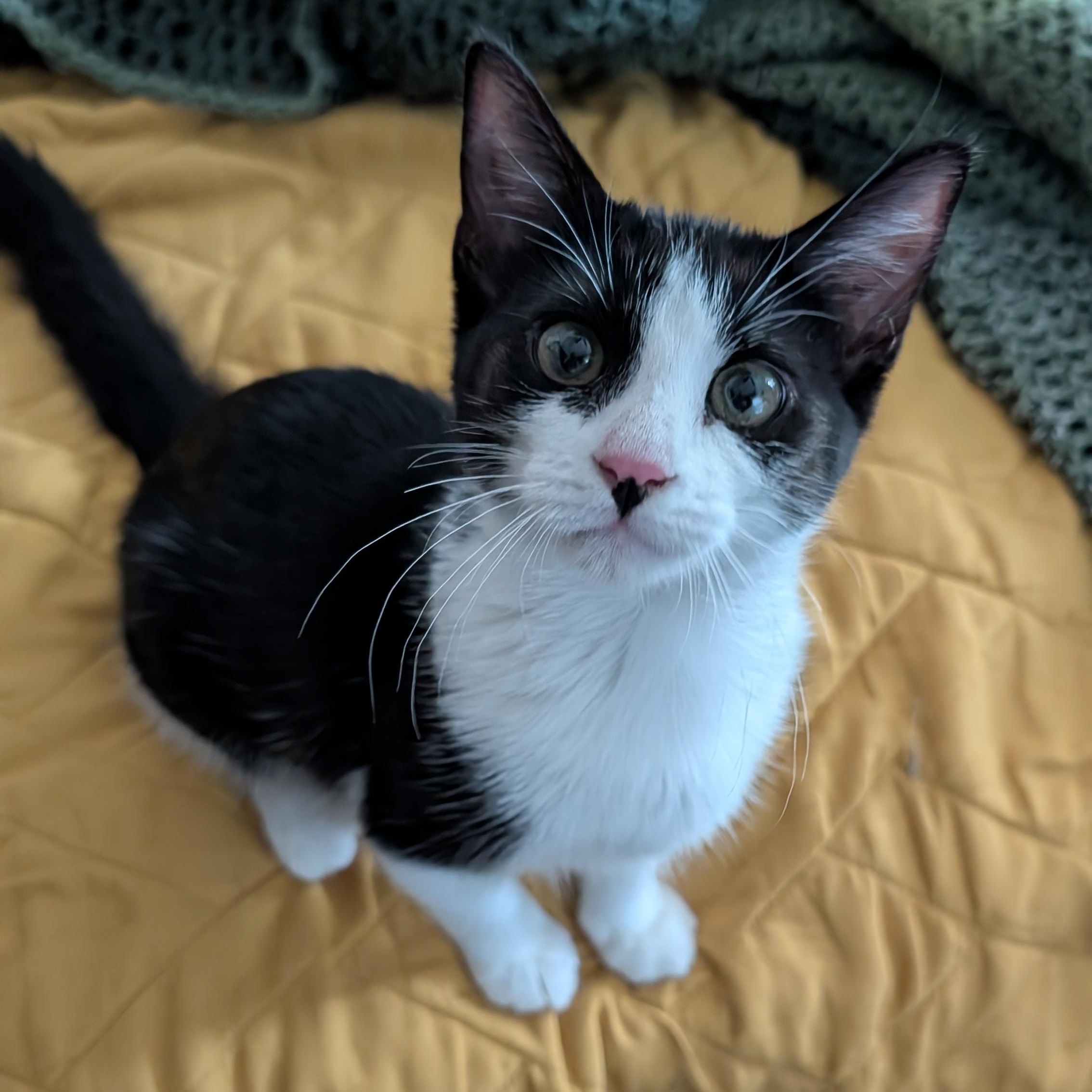 Scarlett, Adopted, Kitten Female Domestic Short Hair & Tuxedo.
