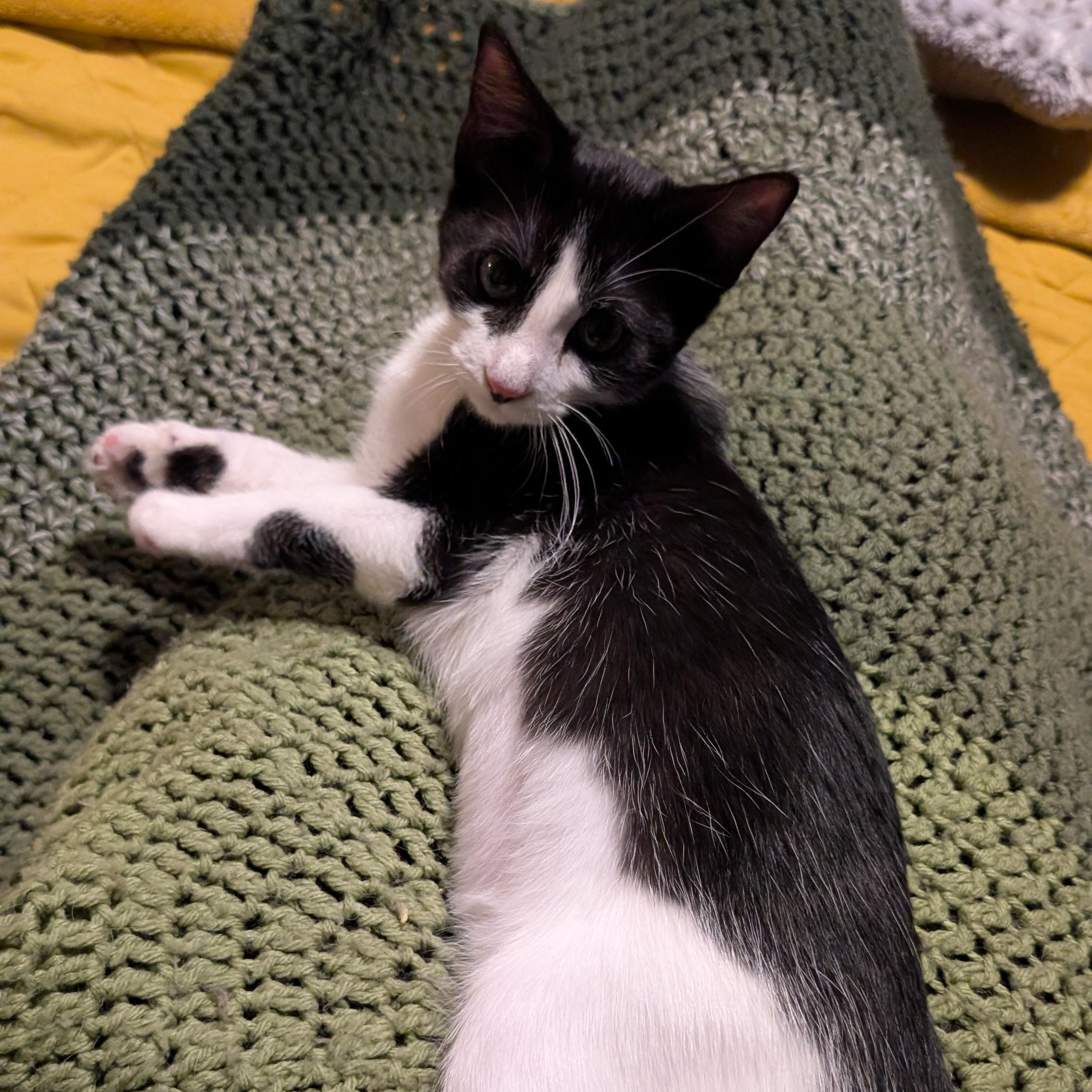 Enlarge Scarlett, a Adopted mixed breed in Omaha, NE image 4/4