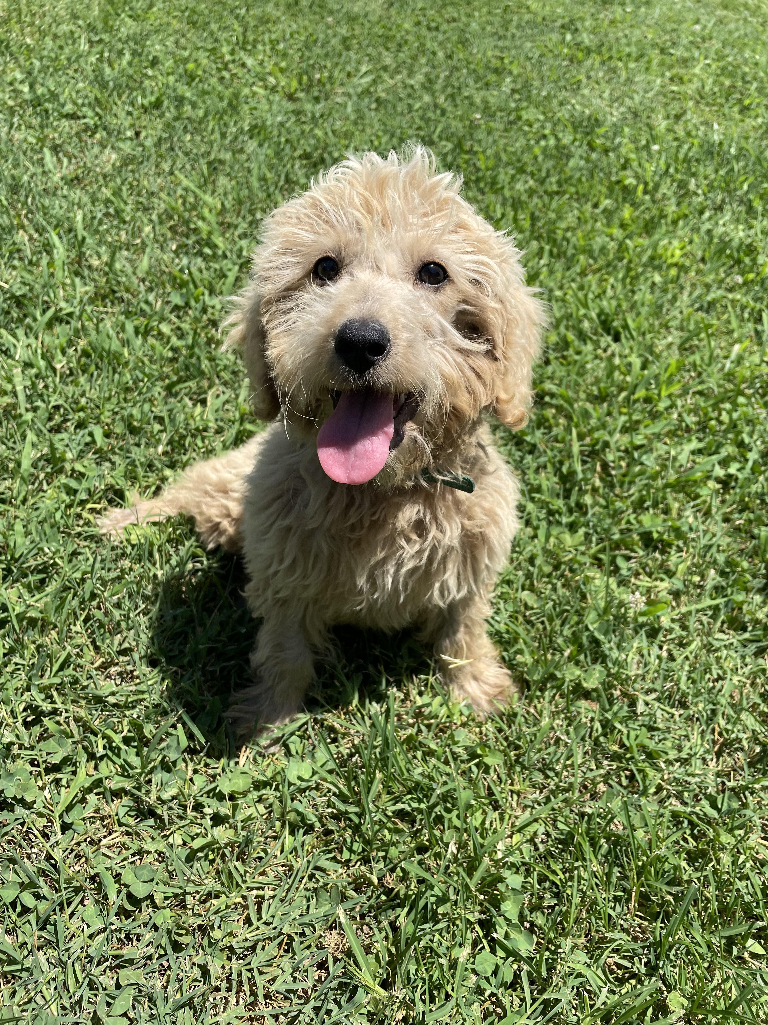 Marigold, an adoptable Goldendoodle in Neosho, MO, 64850 | Photo Image 2