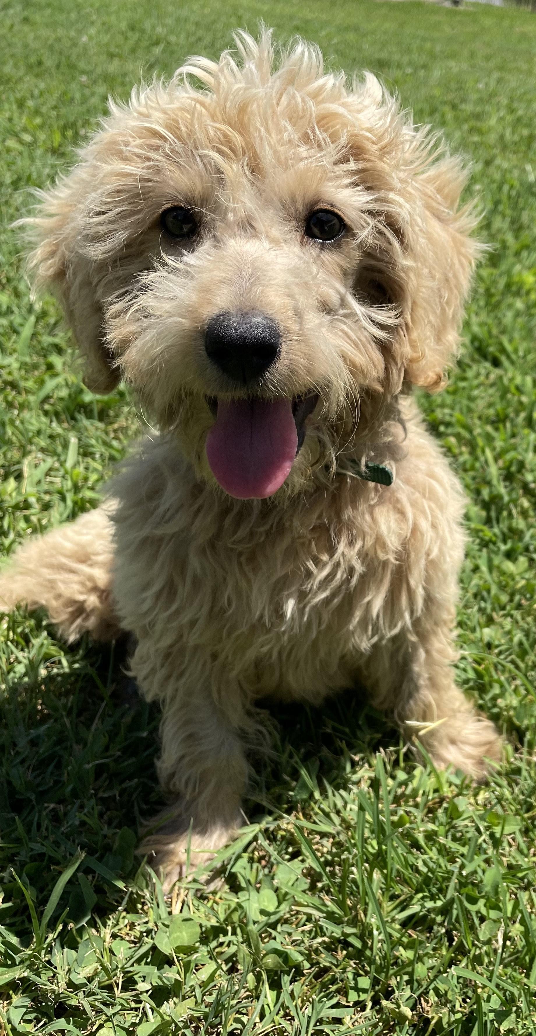 Marigold, an adoptable Goldendoodle in Neosho, MO, 64850 | Photo Image 1