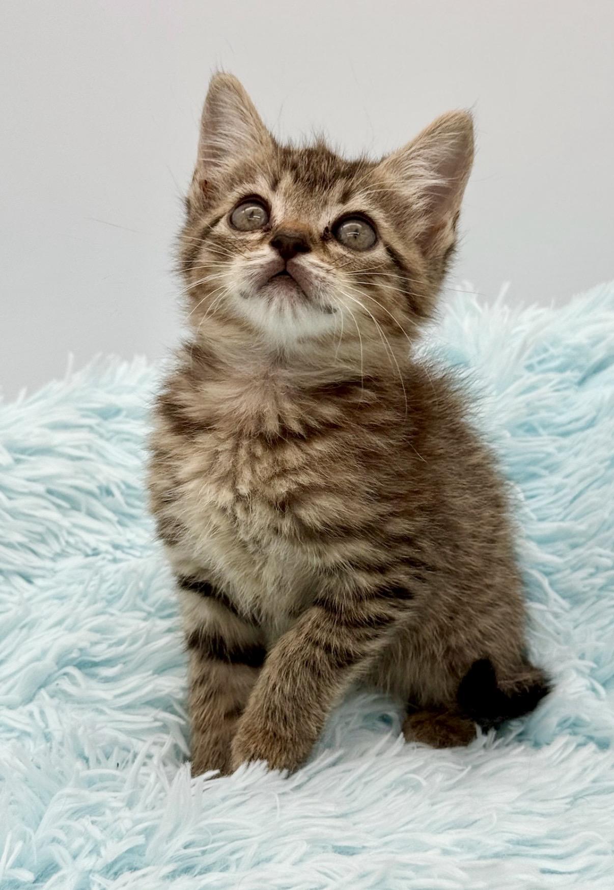 Goalie, a Adoptable Tabby in Covington, LA image 3/6