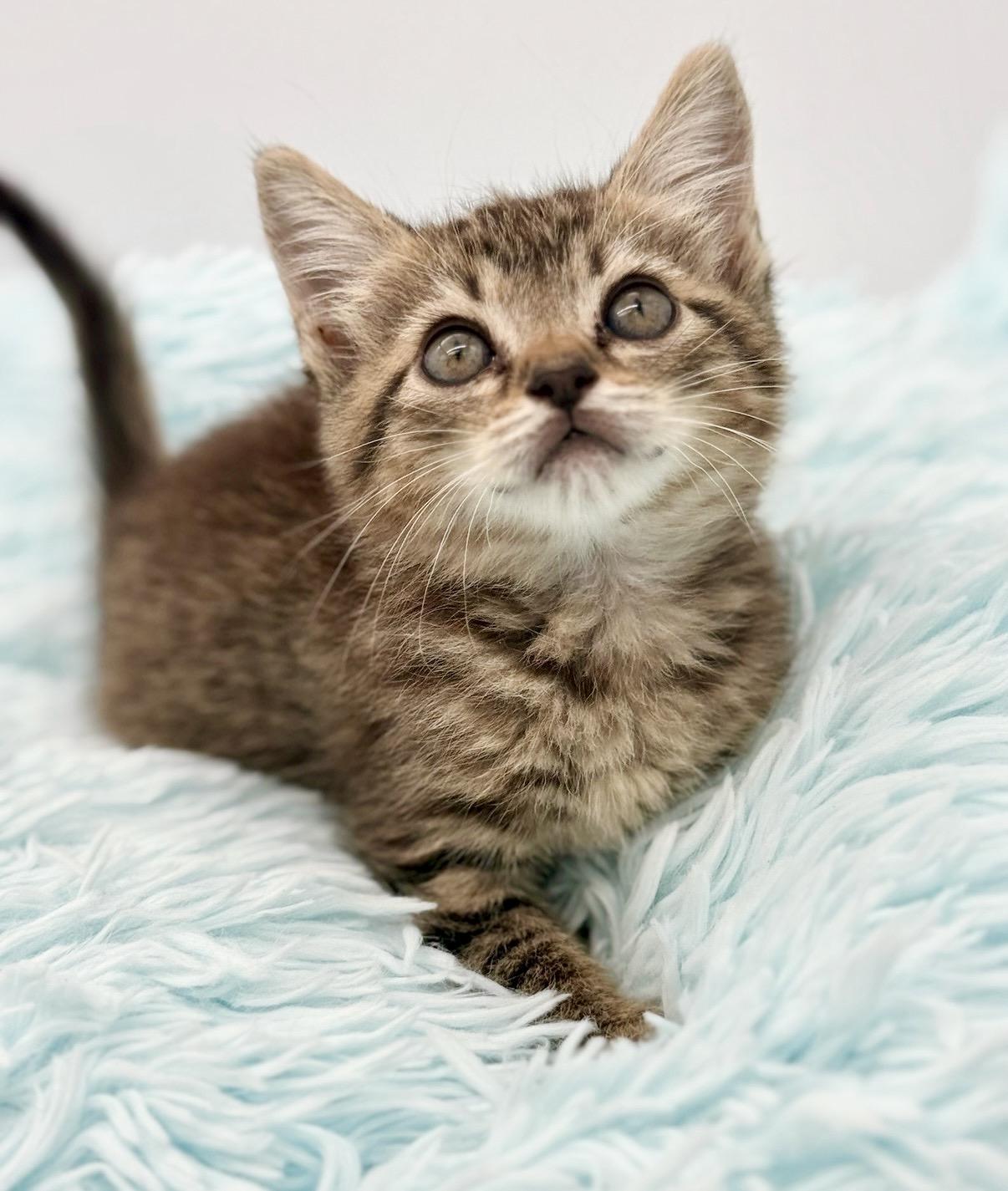 Goalie, a Adoptable Tabby in Covington, LA image 4/6