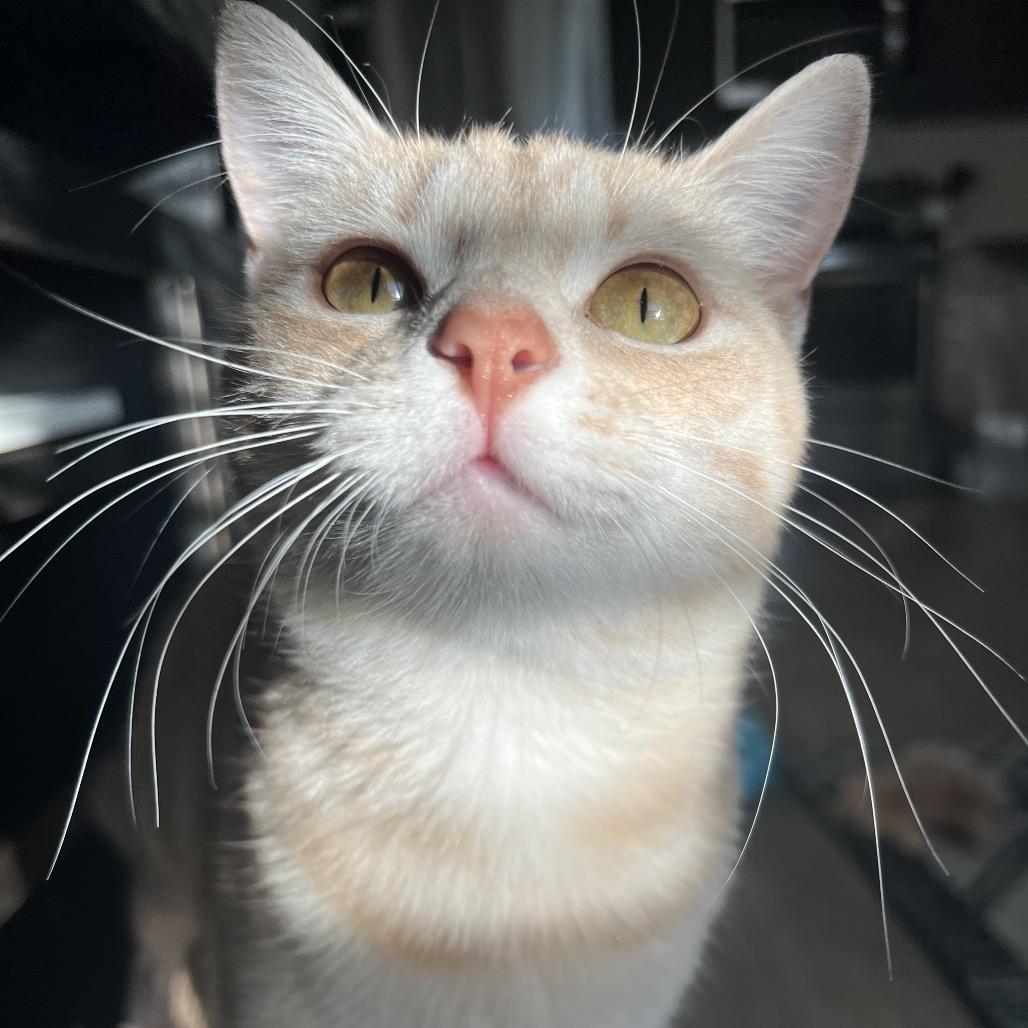 Cora, Adoptable, Young Female Domestic Short Hair.