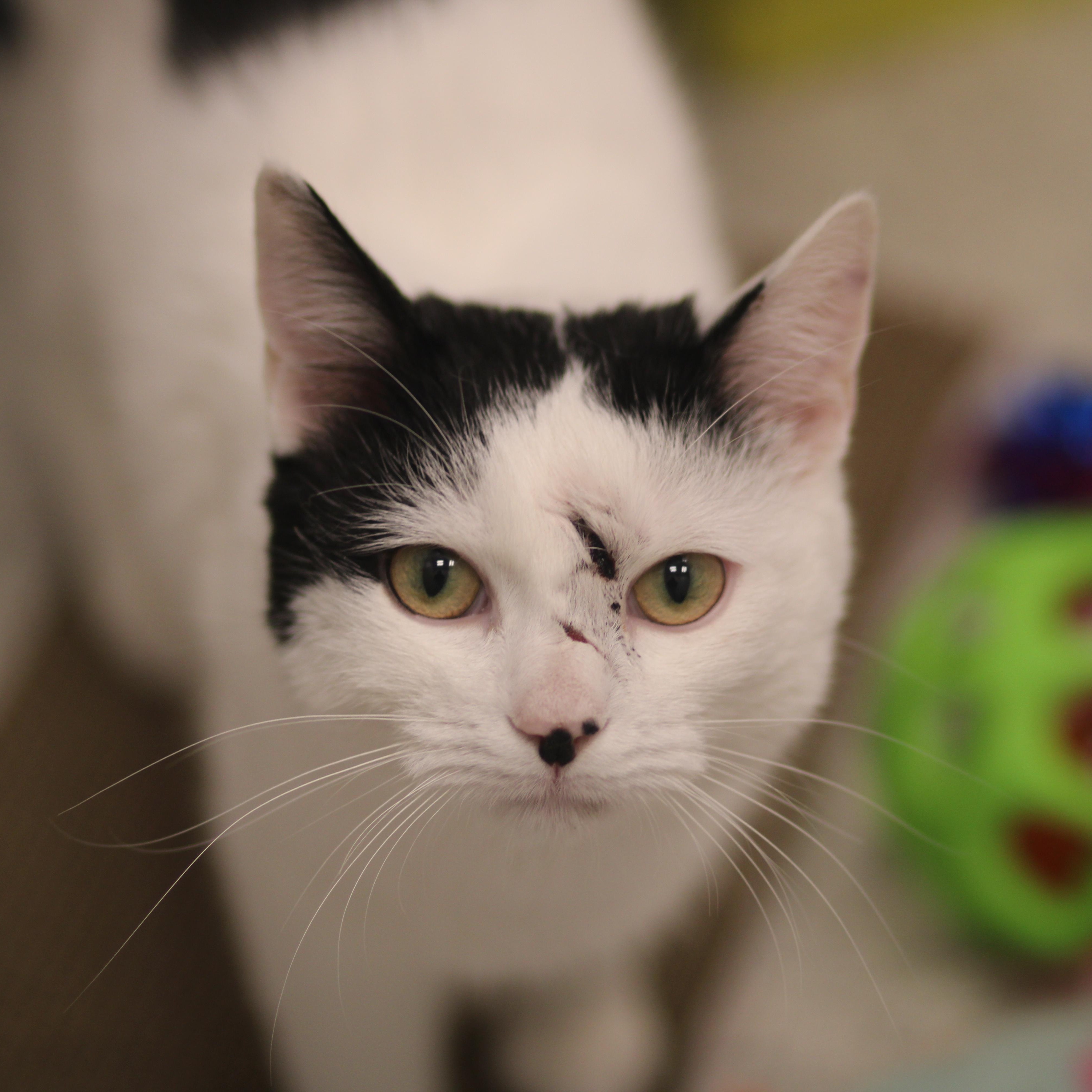 Estero , a ADOPTABLE Domestic Short Hair in Cooperstown, NY image 5/5