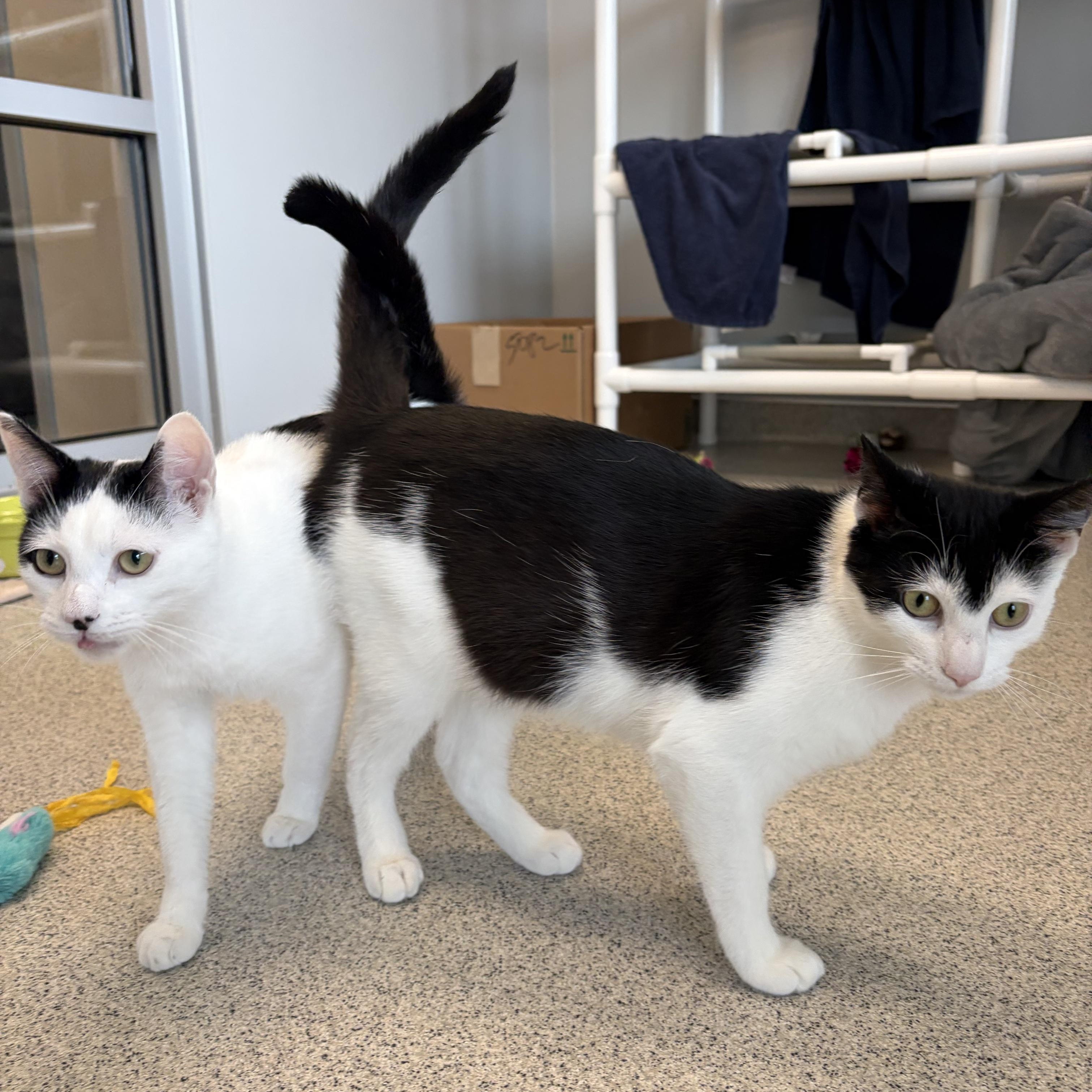 Enlarge Estero , a ADOPTABLE Domestic Short Hair in Cooperstown, NY image 4/6