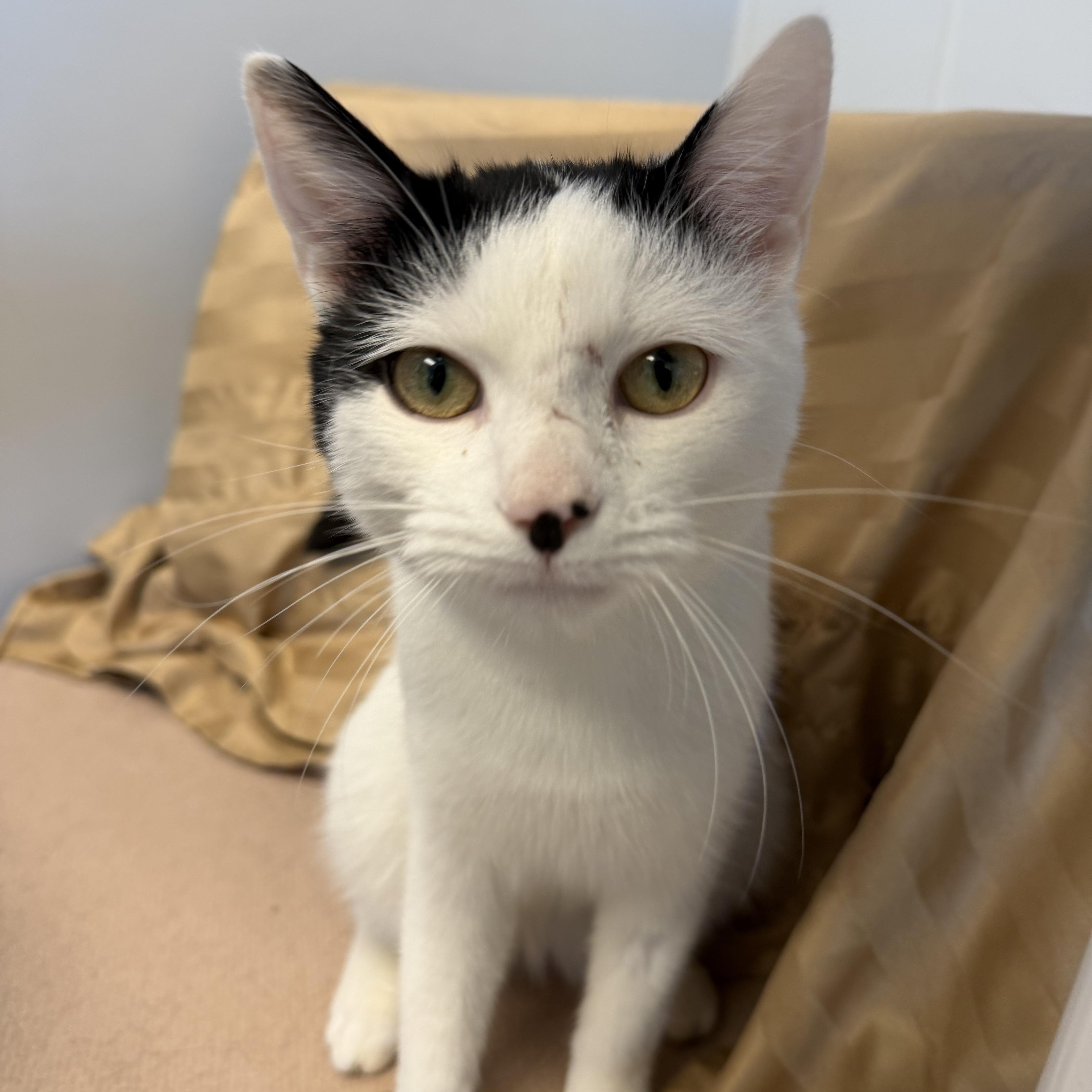 Estero , a ADOPTABLE Domestic Short Hair in Cooperstown, NY image 2/5