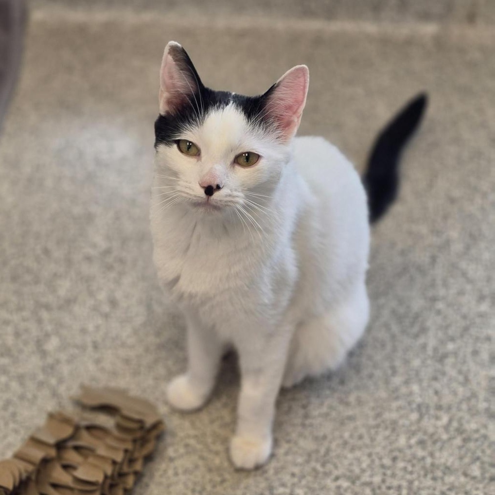 Estero , ADOPTABLE, Young Male Domestic Short Hair.