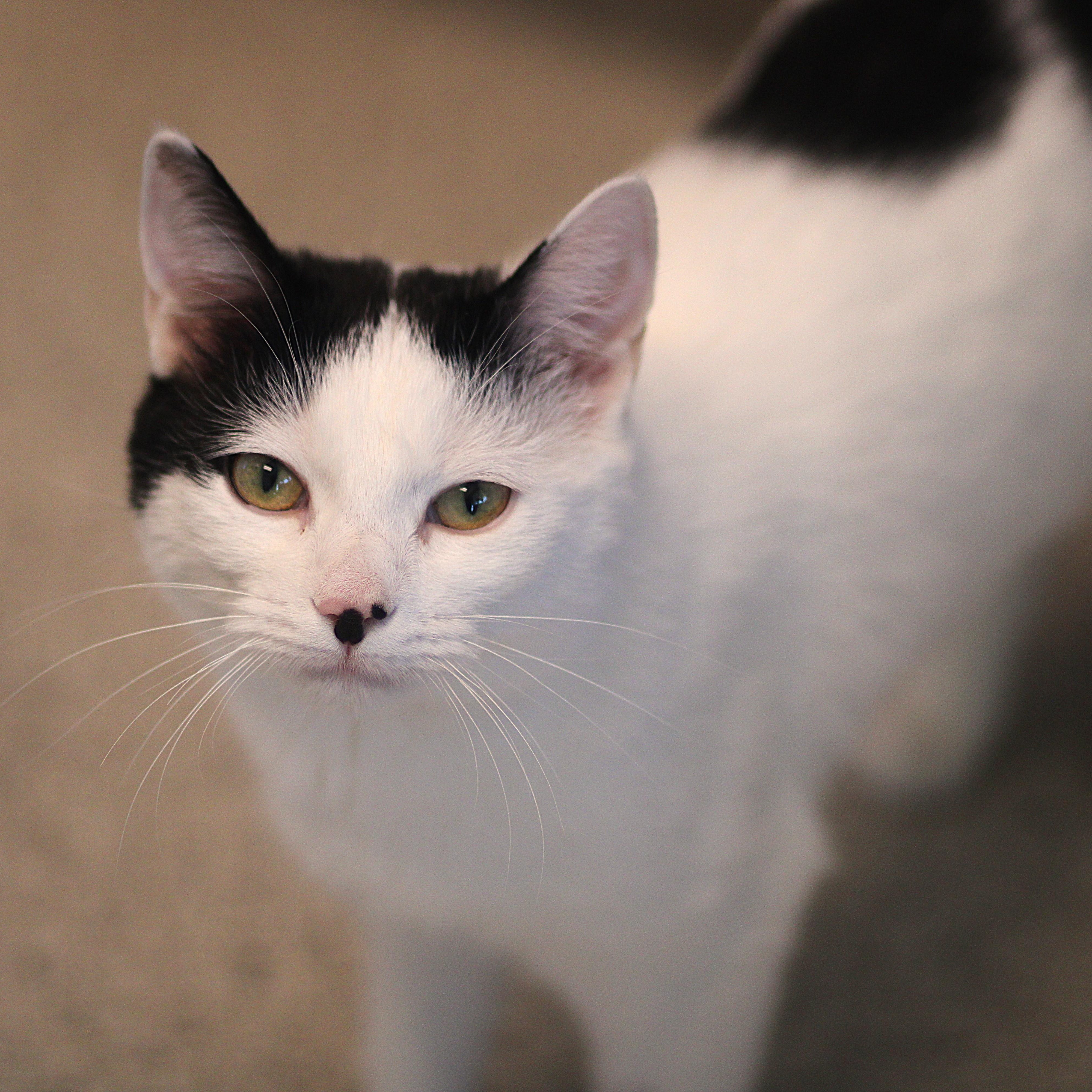 Estero , a ADOPTABLE Domestic Short Hair in Cooperstown, NY image 1/5