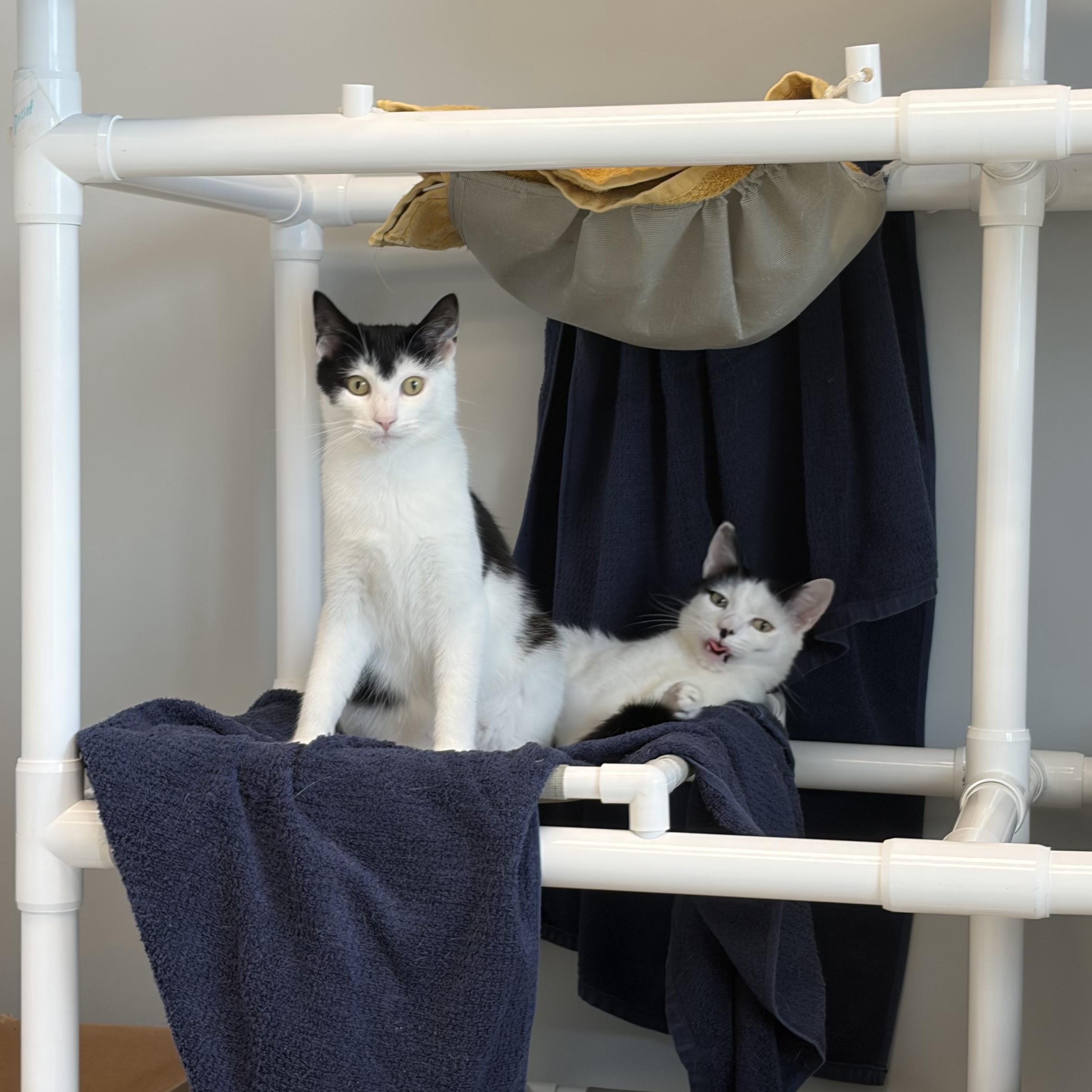 Enlarge Estero , a ADOPTABLE Domestic Short Hair in Cooperstown, NY image 2/6