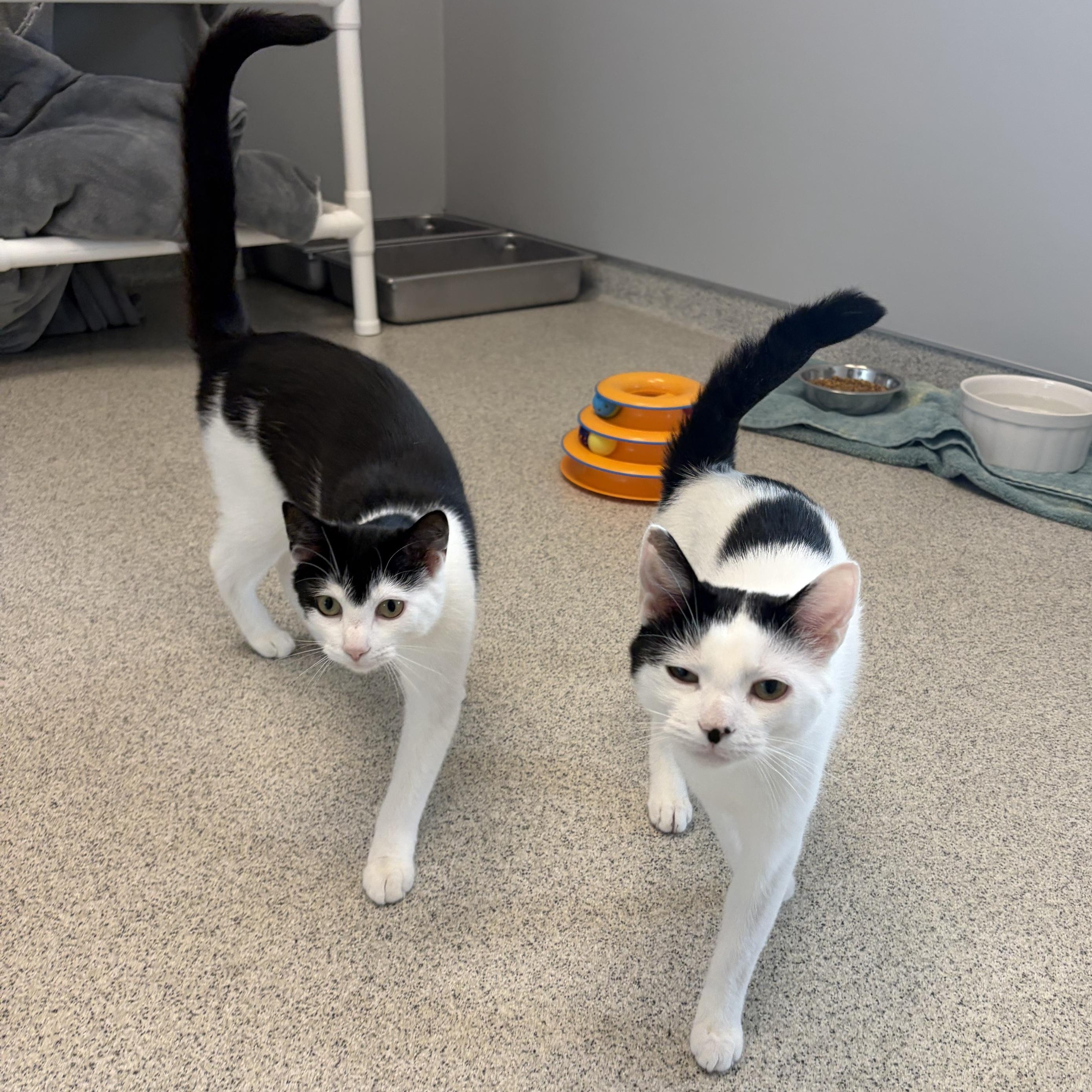 Enlarge Estero , a ADOPTABLE Domestic Short Hair in Cooperstown, NY image 6/6