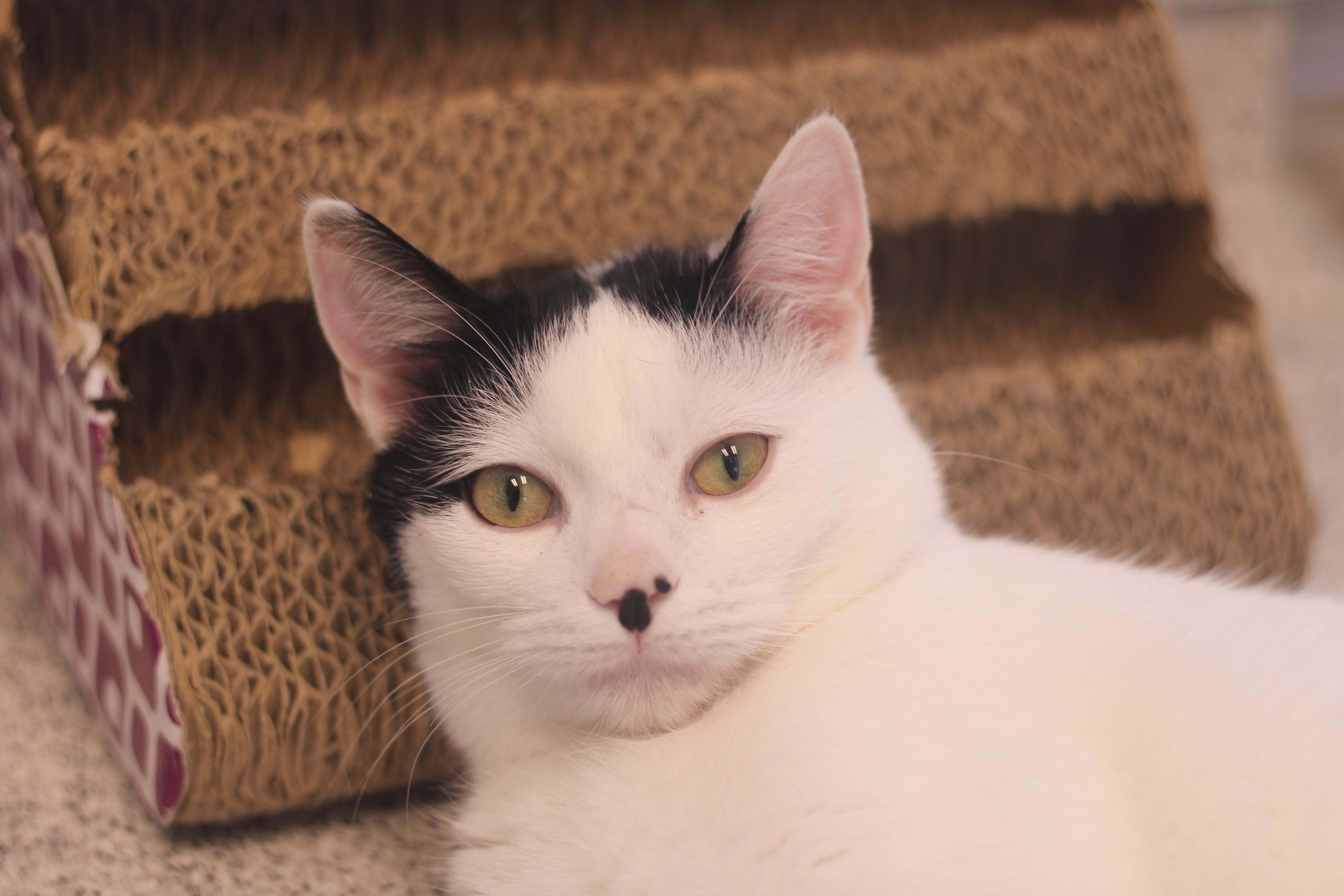 Estero , a ADOPTABLE Domestic Short Hair in Cooperstown, NY image 1/5