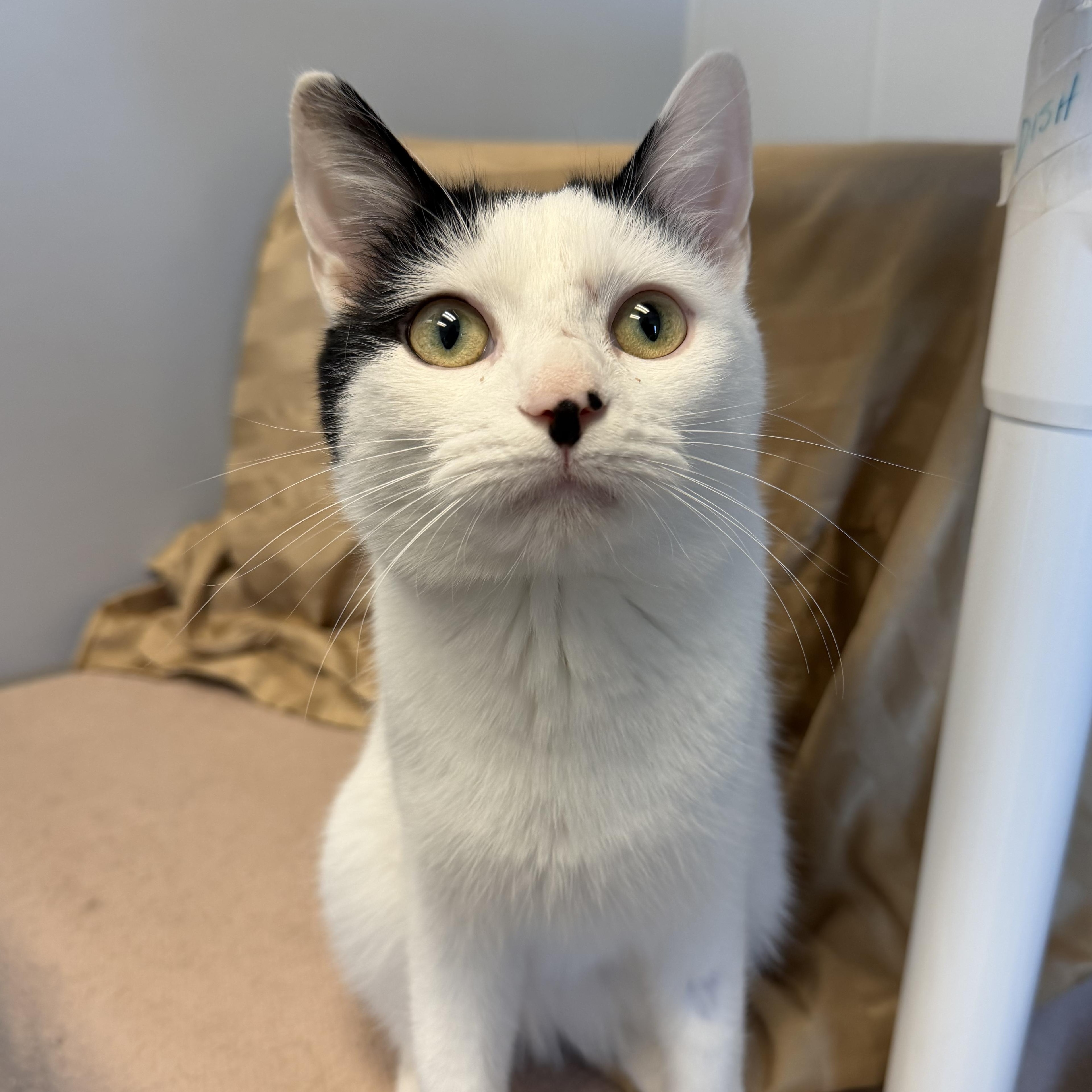 Estero , a ADOPTABLE Domestic Short Hair in Cooperstown, NY image 3/5