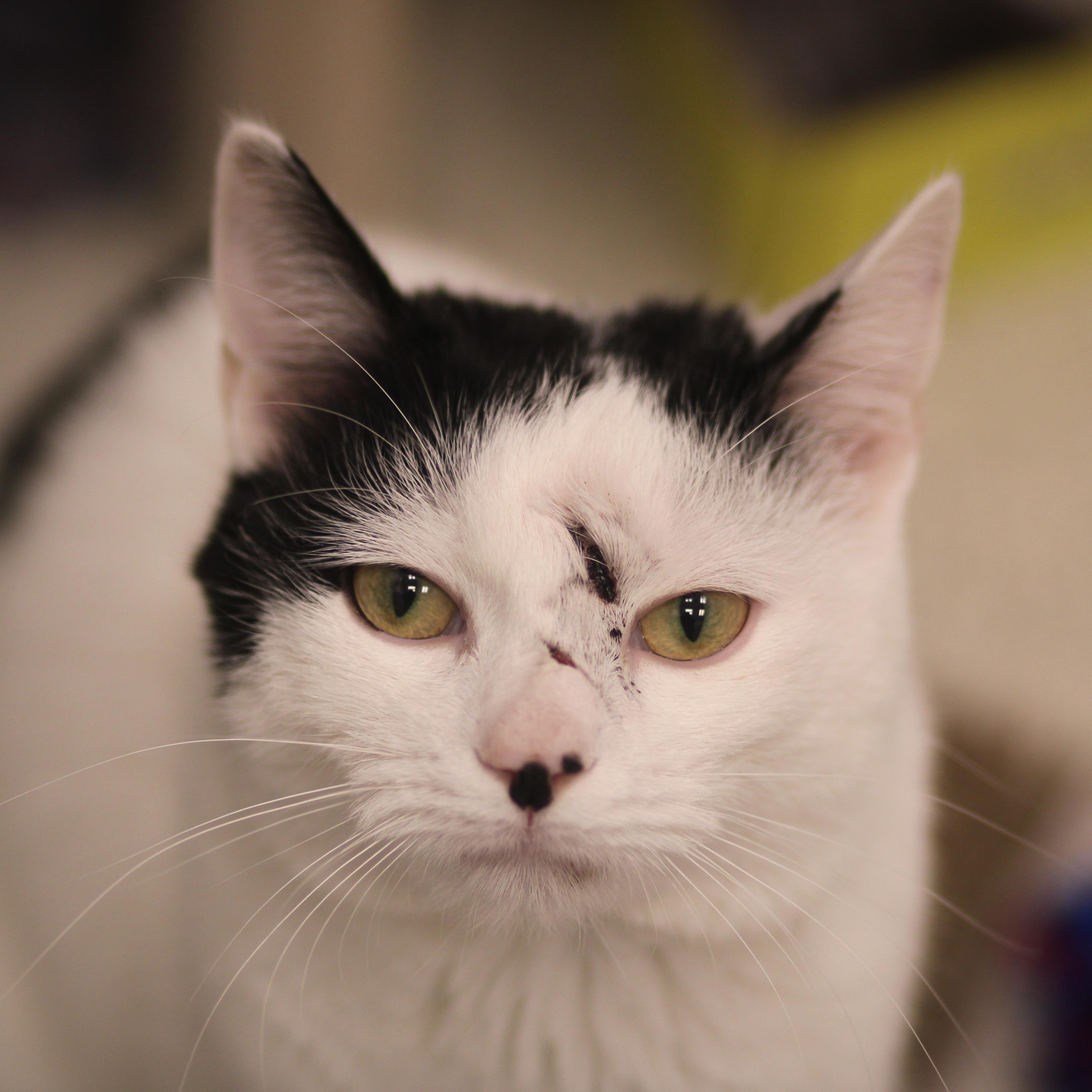 Estero , a ADOPTABLE Domestic Short Hair in Cooperstown, NY image 4/5