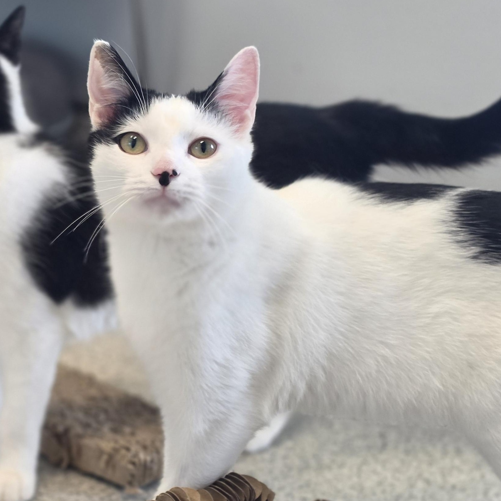 Estero , ADOPTABLE, Young Male Domestic Short Hair.