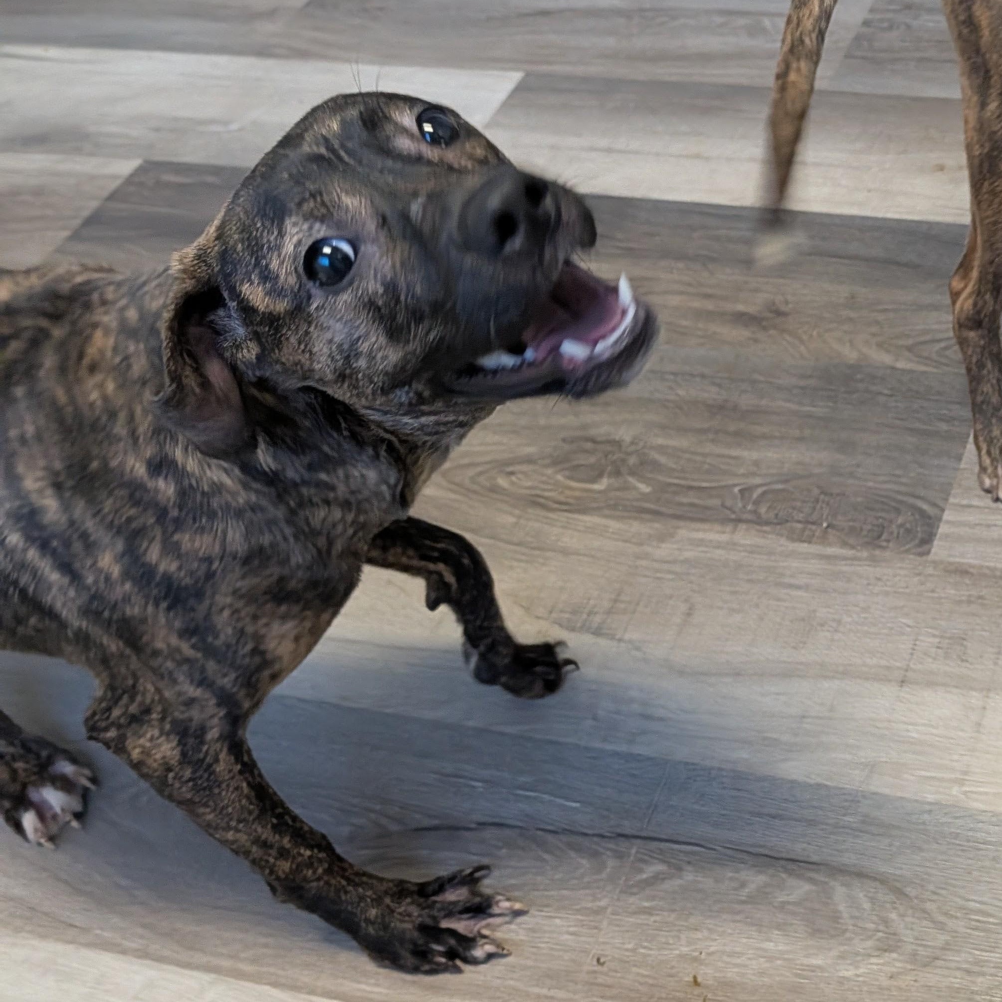 Trix, Adoptable, Young Female Mixed Breed.