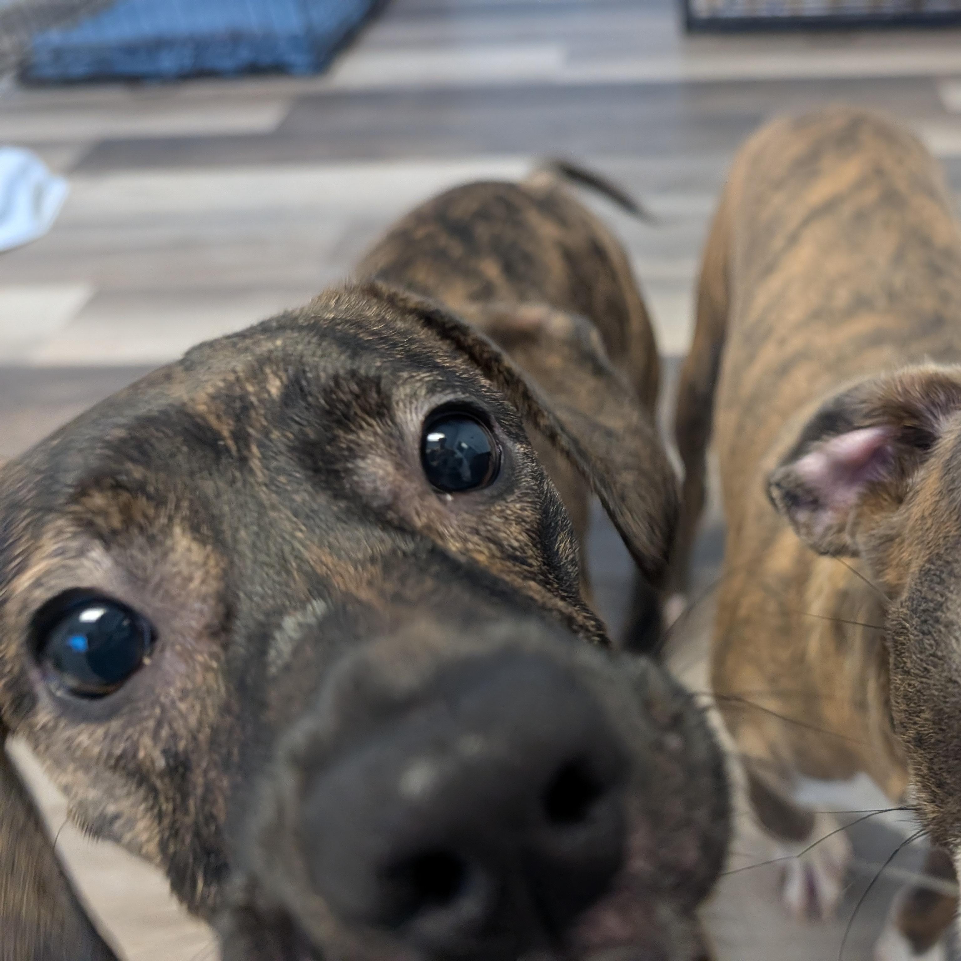 Trix, a Adoptable mixed breed in Alma, MI image 2/4