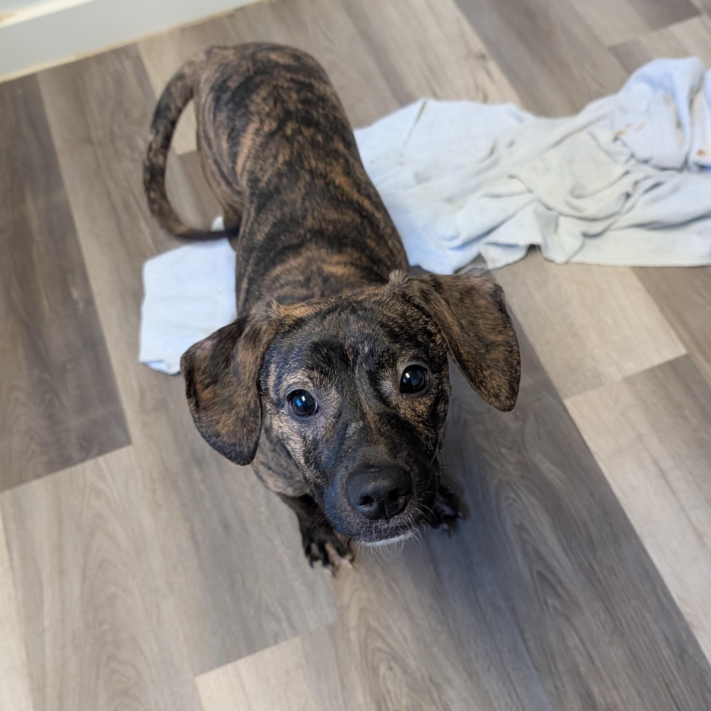 Trix, a Adoptable mixed breed in Alma, MI image 3/4