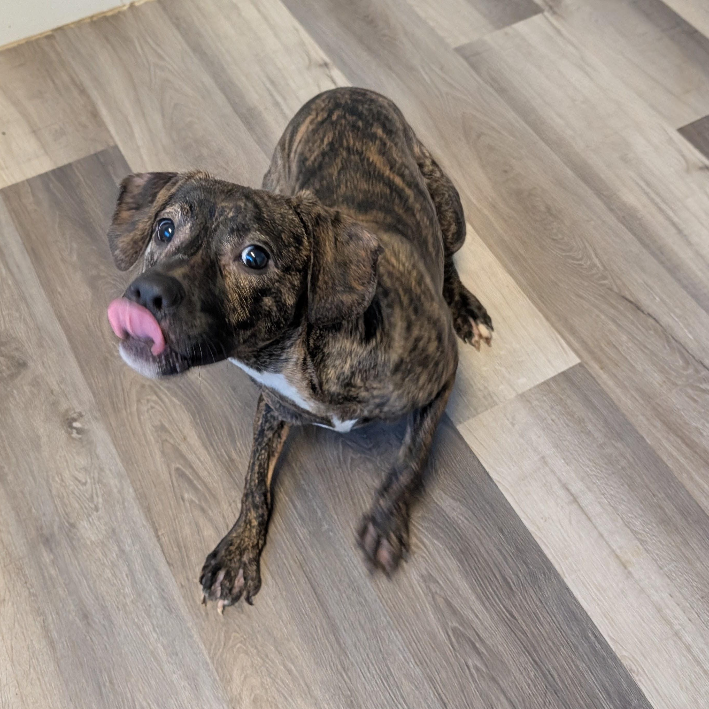 Trix, Adoptable, Young Female Mixed Breed.