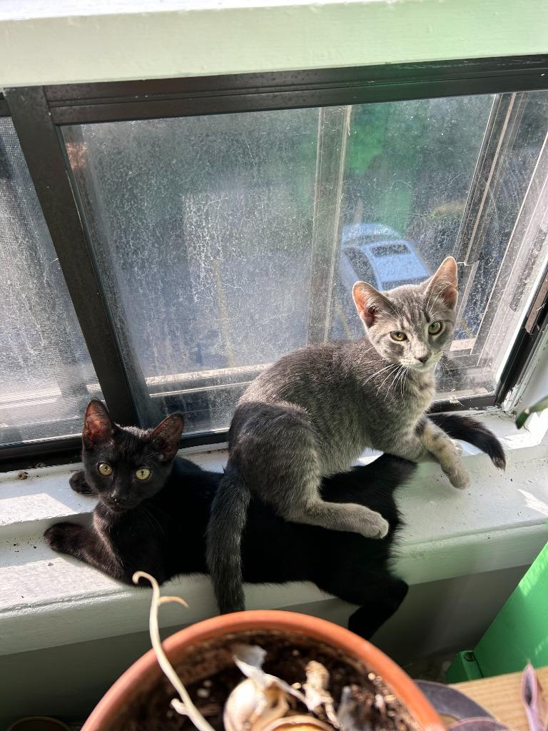 Sutton, Adoptable, Young Female Domestic Short Hair.